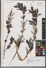 Foto von Salix L.